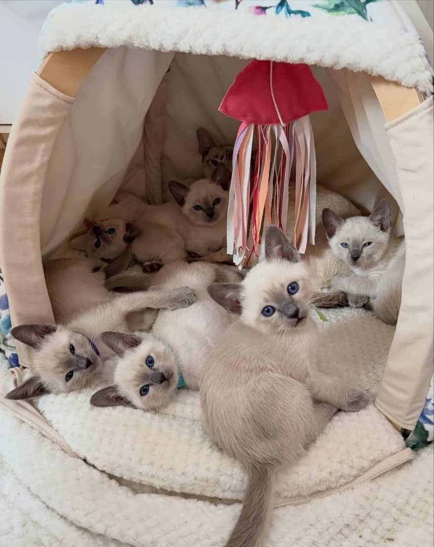 Beautiful Tonkinese Kitten